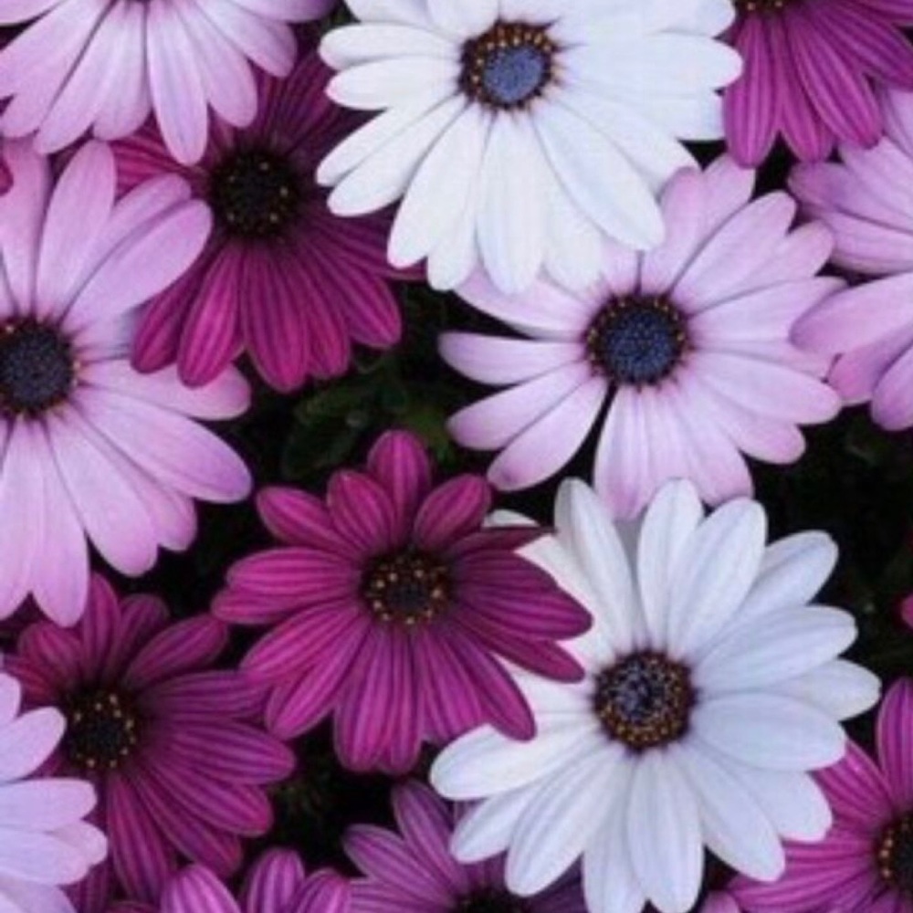 Meet your Posher, Aja